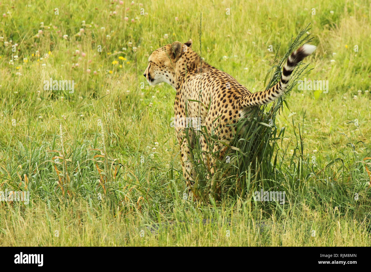 Un ghepardo scent-marking un intrico di piante. Foto Stock
