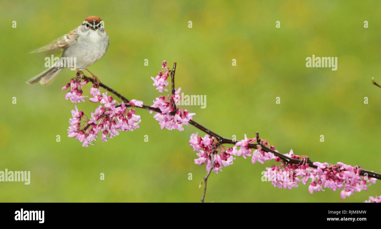 Un Chipping Sparrow frivole alla fine di un ramo Redbud. Foto Stock