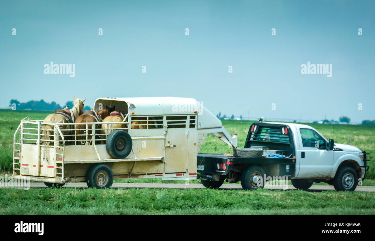 Un carrello tirando quattro cavalli sellati in cavallo rimorchio su strada di fronte al fianco di Route 66 in Texas Foto Stock