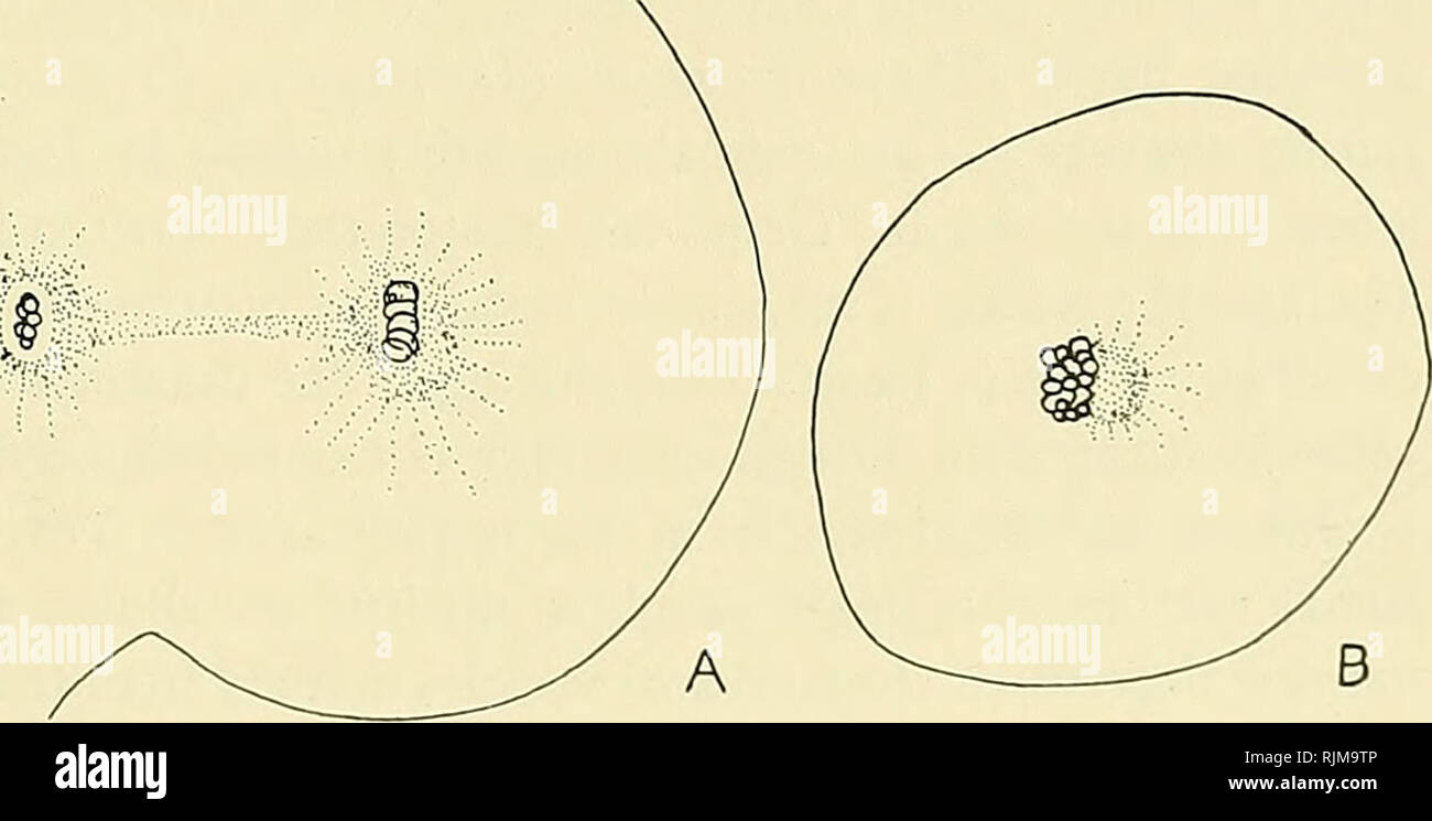 . Il Bashford Dean memorial volume :. Pesci, squali e pesci fossili. Text-figura 46. Alcune fasi della mitosi in blastomeres di Heterodontus japonicus: una metafase, o fase intermedia di mitosi; B, anaphase; C, inizio telophase. In C, i cromosomi hanno iniziato la loro transfor- mazione entro vescicole cromosomico. Da disegni lasciata da Bashford Dean. derm è circondato da un molto poco profonda scanalatura circolare. Il tipo di scissione è naturalmente forma discoidale. È sufficiente aggiungere che i modelli di scissione di questi blastoderms non sono essenzialmente a differenza di quelli di altre Elasmobranchs: e. g., Scyllium come Foto Stock
