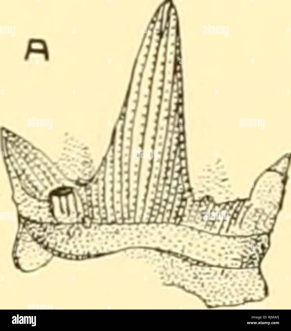 Il Bashford Dean memorial volume : pesci arcaica. Pesci, squali e pesci  fossili. La T^atural Storia dello squalo dal collare 309. Text-figura 27  denti di Cladodus (Xl?): una, di C. mira-