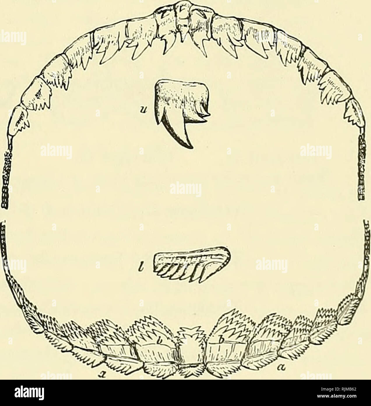 . Il Bashford Dean memorial volume :. Pesci, squali e pesci fossili. |#t| Text-figura 13. Squame placoidi da due specie di squalo Devoniano Cladoselache. A-scale (x 25) provenienti da varie parti del corpo del C. fyleri. Da un campione nel Museo Americano. B-Trifid scala (x 20) da vicino a margine di bocca di C fyleri. Da un campione nel Museo Americano. C-scale di grandi dimensioni (x 10) di Cladoselache (probabilmente clarl^). Da un campione nel British Museum. Dopo Dean, 1909, Figg. 1, 2, 3. In Chlamydoselachus e in Heptanchus (Daniel, 1934, Fig. 27) Struttura di scale è semplice e conf Foto Stock