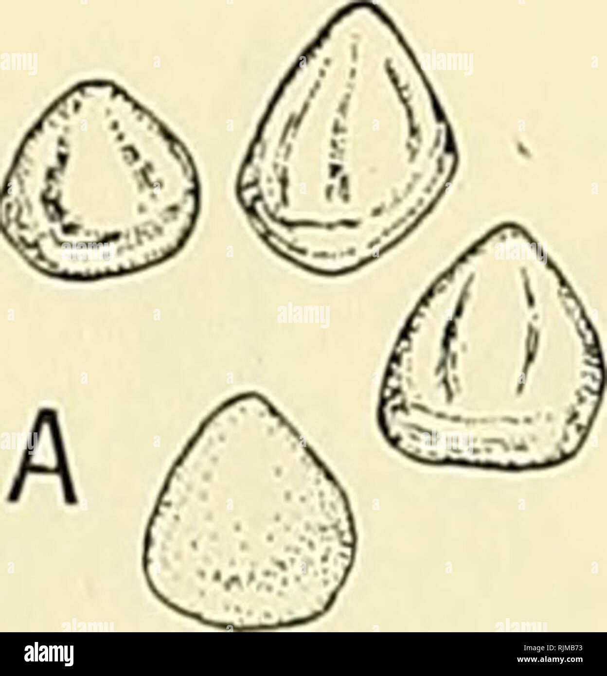 . Il Bashford Dean memorial volume :. Pesci, squali e pesci fossili. L'Anatomia di Chlamydoselachus 347. |#t| Text-figura 13. Squame placoidi da due specie di squalo Devoniano Cladoselache. A-scale (x 25) provenienti da varie parti del corpo del C. fyleri. Da un campione nel Museo Americano. B-Trifid scala (x 20) da vicino a margine di bocca di C fyleri. Da un campione nel Museo Americano. C-scale di grandi dimensioni (x 10) di Cladoselache (probabilmente clarl^). Da un campione nel British Museum. Dopo Dean, 1909, Figg. 1, 2, 3. In Chlamydoselachus e in Heptanchus (Daniel, 1934, Fig. 27) Il struc Foto Stock