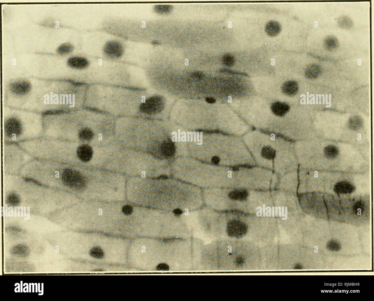 . Gli aspetti fondamentali degli effetti delle radiazioni su sistemi viventi. Radiazione -- effetto fisiologico. Fig. 3. Sezione irradiati per 6 miii. Molti più citoplasmatici di "spot" appaiono aree. In questa sezione il darl^cellule er emettere fluorescenza verde a causa di una minore concentrazione di colorante. Il colorante è migrato al citoplasma interessato lungo la lunghezza delle membrane. Le aree interessate sono i segmenti oscurato tra celle. L'originale fluores- cenza qui era profondo rosso-mattone. Fig. 4. Irradiato per 10 niin. Solo due o tre eeila visualizza il "controllo" appaiono- mente. Queste sono le cellule che sono unifo Foto Stock