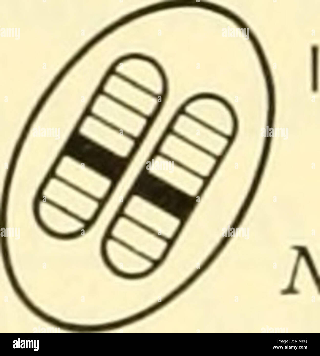 . Gli aspetti fondamentali degli effetti delle radiazioni su sistemi viventi. Radiazione -- effetto fisiologico. Normale , ^^ , N = diploide Noe lievito SC6 nhibited normale. Annuncio -2oiDn iV = iVo(2e""^-c ^^") UN''= SUPERSTITI D = dose a = costante n = numero di vani Fig. 9. Presentazione schematica del modello per la inibizione di aploide diploide e cellule di lievito mediante radiazione. Si presume che la cellula aploide ha n siti indipendenti di es- sential alla divisione cellulare. Se uno qualsiasi di questi siti è inibita come mostrato dalla macchia nera nella cellula aploide nella parte superiore destra della figura, le cellule si s Foto Stock