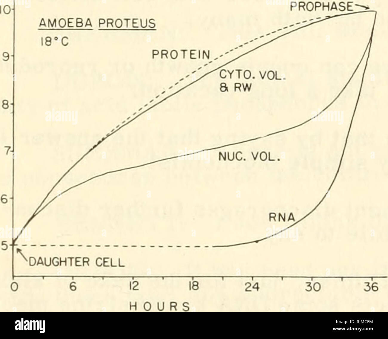 . Meccanismi di base in radiobiologia. 2 16 ore figura 6^ curve di crescita di Amoeba proteus cellule. Ciascuna coppia di curve rappresenta la crescita di cellule di sorella dal momento della separazione dalla divisione della cellula madre fino al momento della loro divisione. Peso ridotto è misurata dal subacqueo cartesiano equilibrio ed è essenzialmente il peso sotto l'acqua. PROPHASE-. La figura 7. Crescita interfasale di ameba, mostra corso di cambiamenti di peso ridotto (proporzionale al peso secco), volume contenuto proteico, nu- chiaro volume e contenuto di RNA. Una divisione sono stati pesati immediatamente a "nascita" e loro Foto Stock