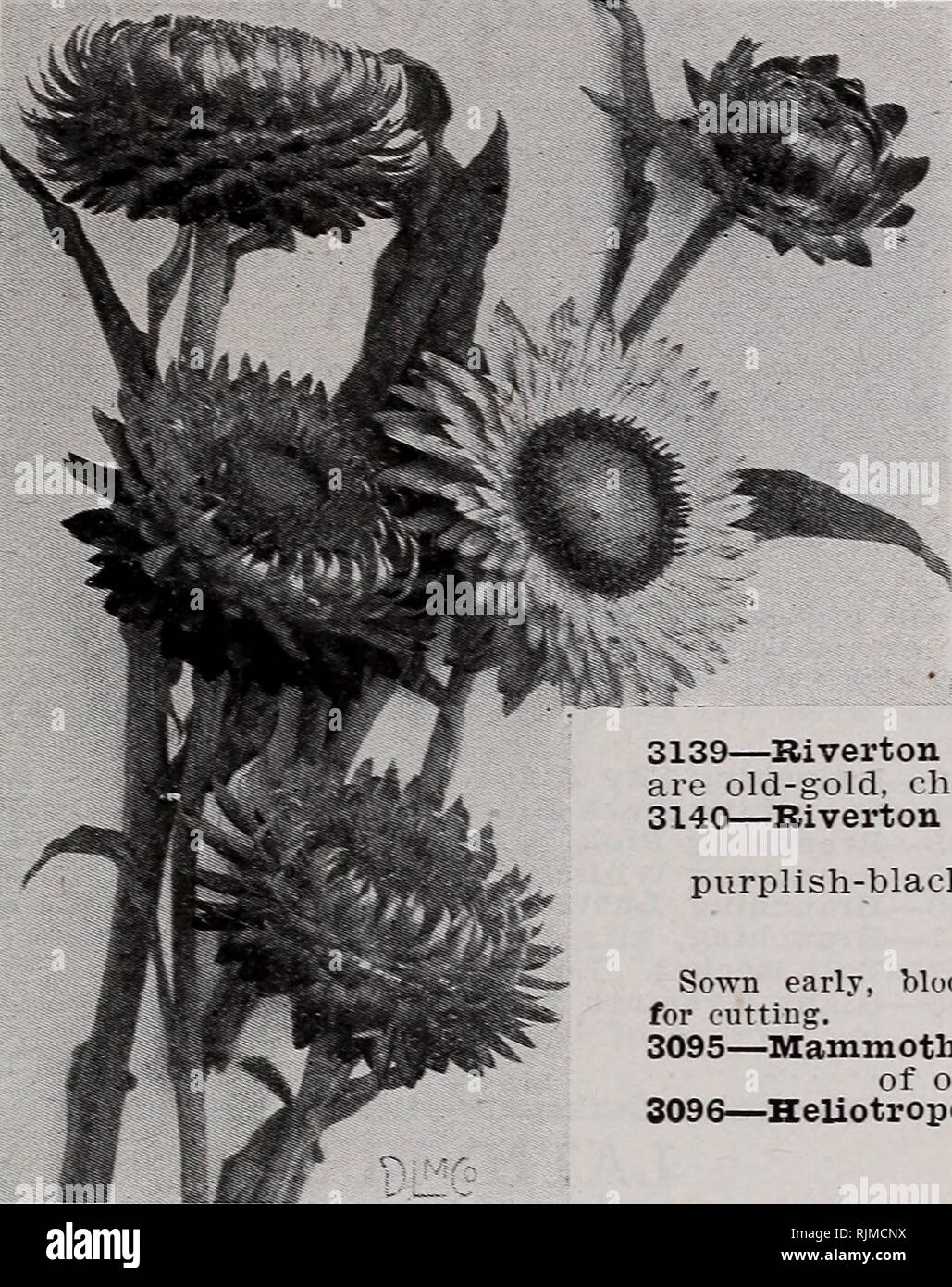 . Barnard di semi. Cataloghi di sementi; fiori Semi cataloghi; Vivai (orticoltura) cataloghi; attrezzature da giardinaggio e i cataloghi dei materiali di consumo. Il W. W. Barnard Co., 231-235 W. Madison San, Chicago 59. HUMULUS Japonicus-hop giapponese scalatore di molto rapida crescita, il raggiungimento di un'altezza di 12 m. Ammenda per la copertura di verande e graticci. 3148- Japonicus e fogliame verde la maggior parte vig-orous lOc 3149- ^Varieg-UTA. variegata di fogliame. . Loc Eyacintli Bean. (Vedere Dolicho.), elicriso (StrawAower) di fine vi è stata una ripresa di interesse nella cosiddetta '•Strawflowers." e v,e trovare molta richiesta per Foto Stock