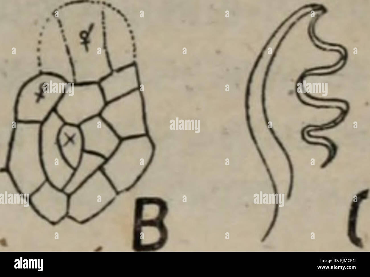 . Bao zi zhi wu Xing Tai xue. La botanica. . Si prega di notare che queste immagini vengono estratte dalla pagina sottoposta a scansione di immagini che possono essere state migliorate digitalmente per la leggibilità - Colorazione e aspetto di queste illustrazioni potrebbero non perfettamente assomigliano al lavoro originale.. yan chu jiang zhu. Gao deng jiao yu chu ban she chu ban Foto Stock
