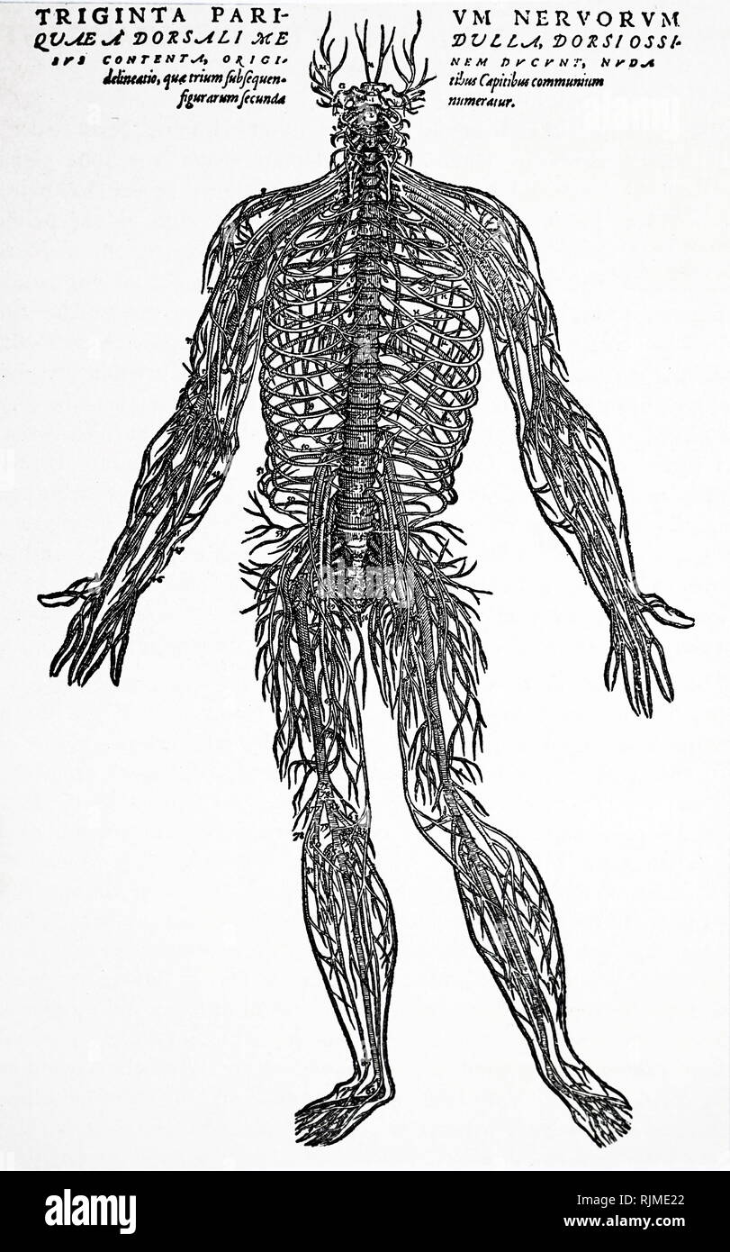 Illustrazione che mostra il sistema nervoso. Da Andreas Vesalius 'De Humani Corporis Fabrica', Basilea, 1543 Foto Stock