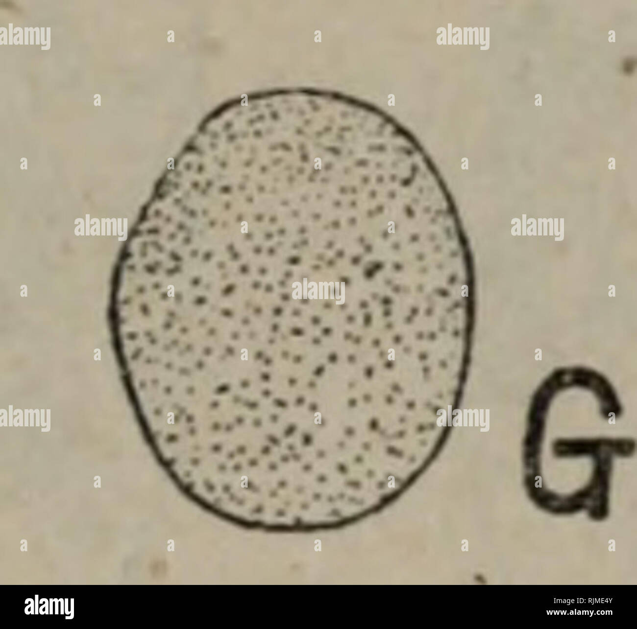 . Bao zi zhi wu Xing Tai xue. La botanica. . Si prega di notare che queste immagini vengono estratte dalla pagina sottoposta a scansione di immagini che possono essere state migliorate digitalmente per la leggibilità - Colorazione e aspetto di queste illustrazioni potrebbero non perfettamente assomigliano al lavoro originale.. yan chu jiang zhu. Gao deng jiao yu chu ban she chu ban Foto Stock