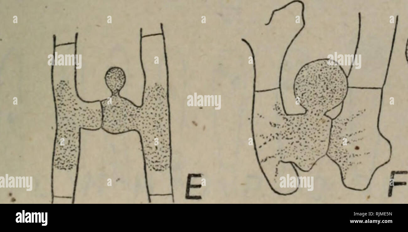 . Bao zi zhi wu Xing Tai xue. La botanica. . Si prega di notare che queste immagini vengono estratte dalla pagina sottoposta a scansione di immagini che possono essere state migliorate digitalmente per la leggibilità - Colorazione e aspetto di queste illustrazioni potrebbero non perfettamente assomigliano al lavoro originale.. yan chu jiang zhu. Gao deng jiao yu chu ban she chu ban Foto Stock