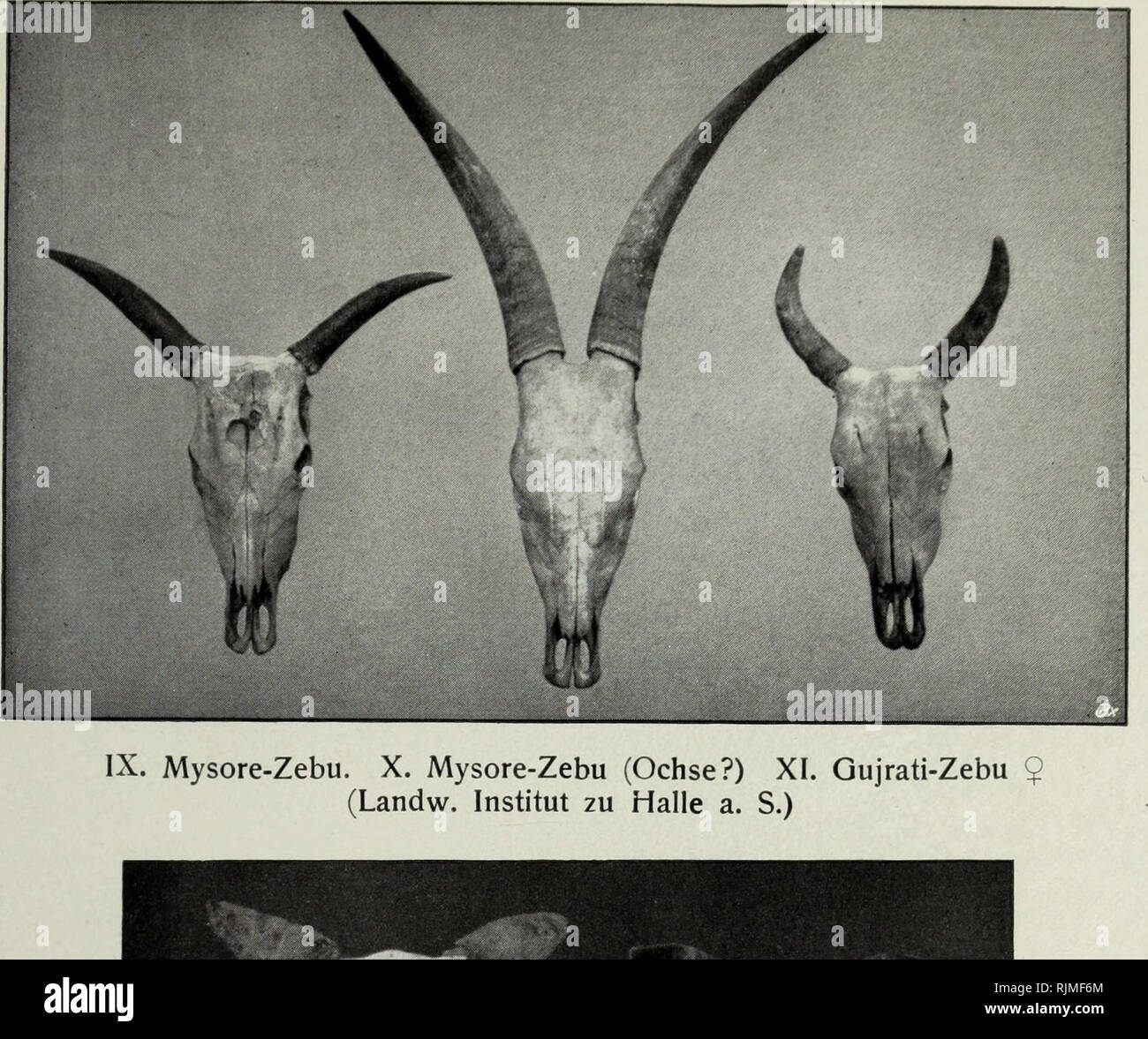 . Banteng (bibos sondaicus) und zebù (Bos indicus) und ihr Verha gegenseitiges?ltnis nebst Ausfu?hrungen u?ber den Einfluss der Domestikation beim Banteng, gaur, Ur und Yak. Tafel III. XII. Nellore-Zebu. u $) (landw. Institut zu Halle a. S.). Si prega di notare che queste immagini vengono estratte dalla pagina sottoposta a scansione di immagini che possono essere state migliorate digitalmente per la leggibilità - Colorazione e aspetto di queste illustrazioni potrebbero non perfettamente assomigliano al lavoro originale. Gans, Heinrich. Merseburg, F. Stollberg Foto Stock