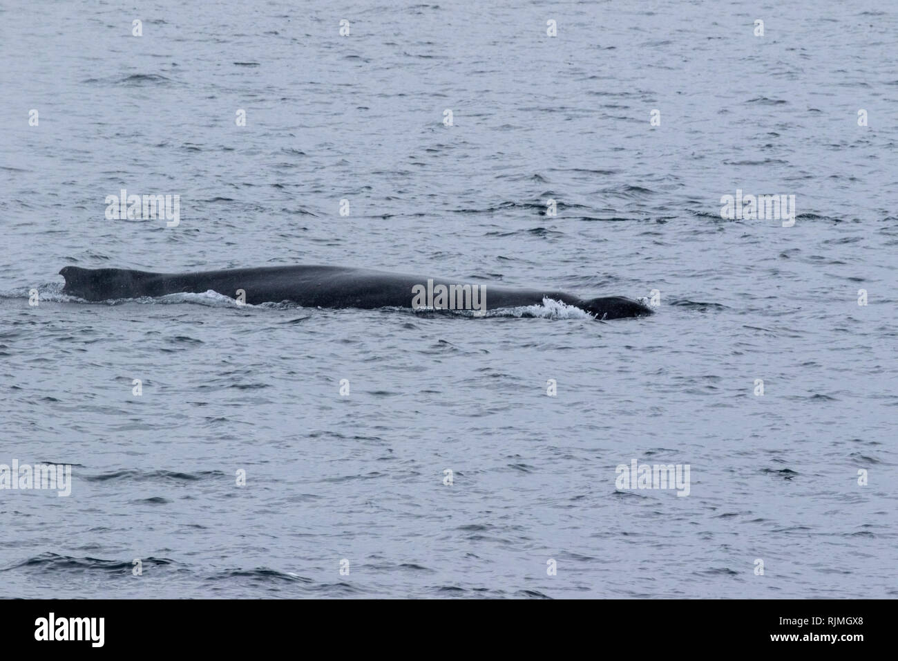Humpback Whale Megaptera novaeangliae due animali nuotare nell'Oceano Atlantico meridionale nei pressi di iceberg in Antartide Foto Stock