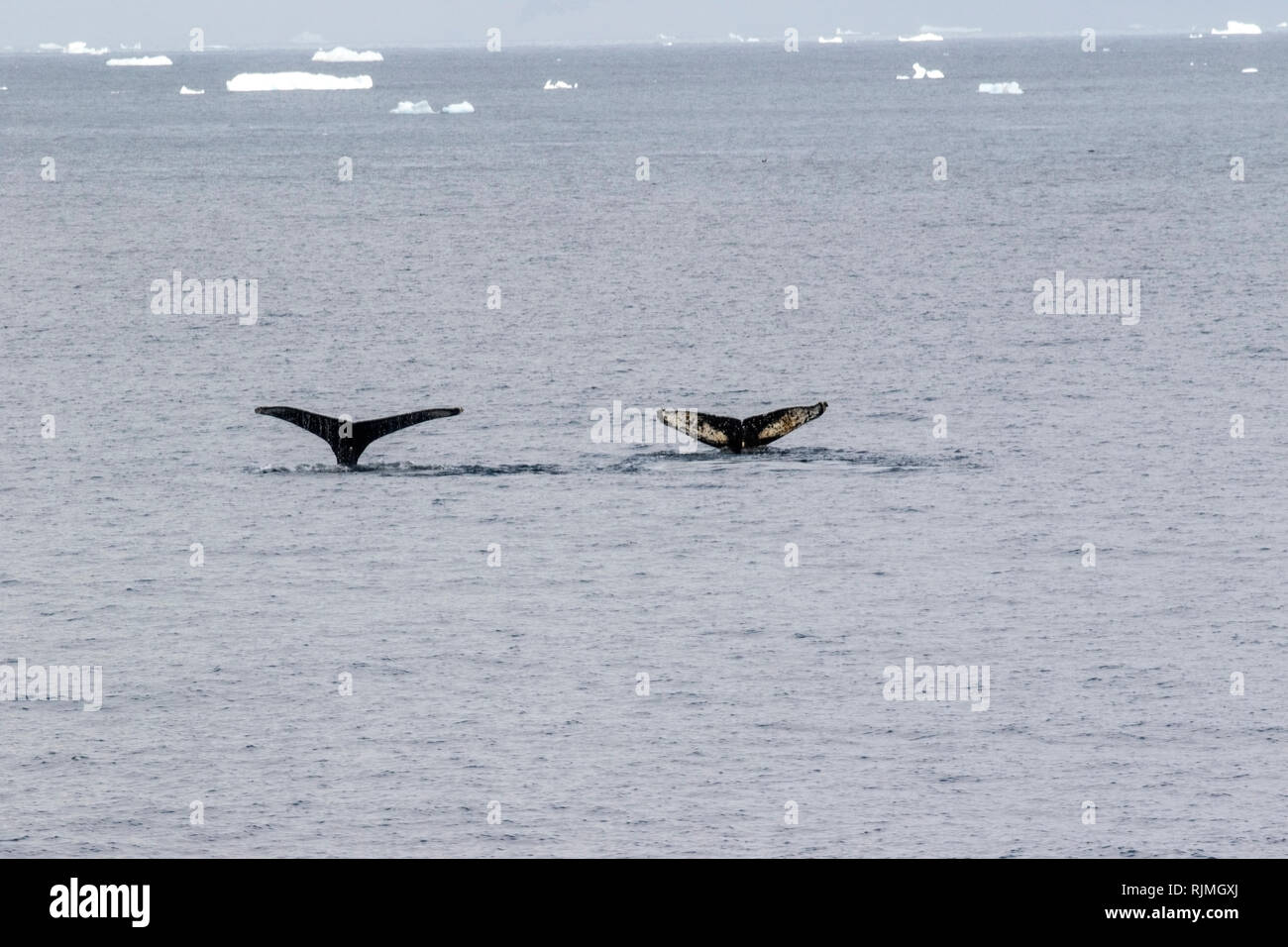 Humpback Whale Megaptera novaeangliae due animali nuotare nell'Oceano Atlantico meridionale nei pressi di iceberg in Antartide Foto Stock