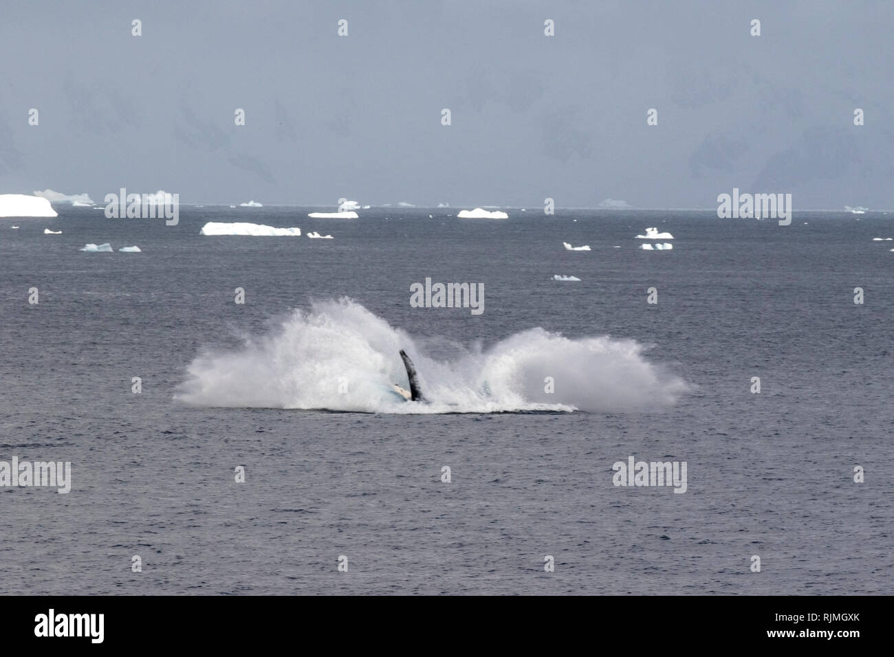 Humpback Whale Megaptera novaeangliae due animali nuotare nell'Oceano Atlantico meridionale nei pressi di iceberg in Antartide Foto Stock