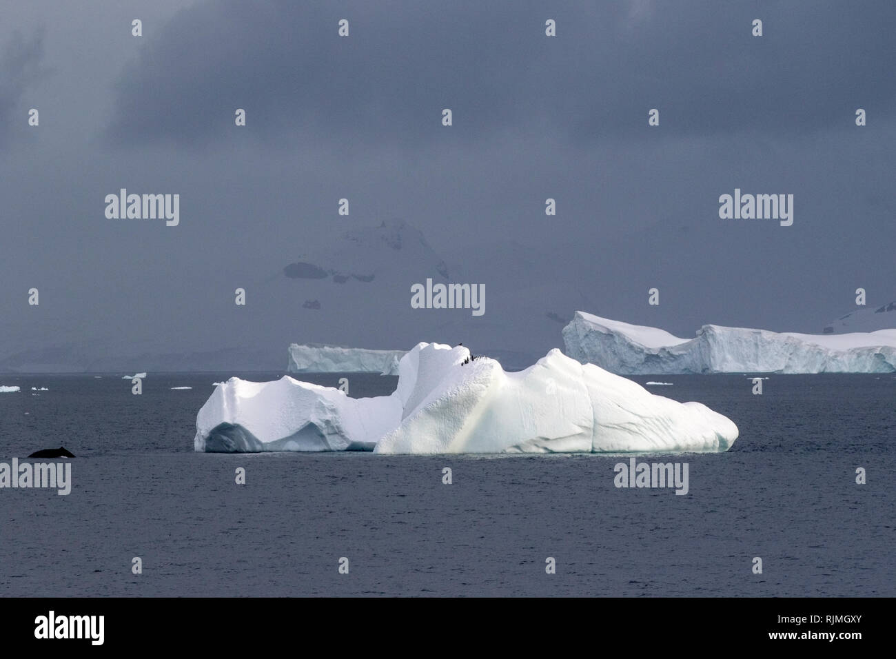 Humpback Whale Megaptera novaeangliae due animali nuotare nell'Oceano Atlantico meridionale nei pressi di iceberg in Antartide Foto Stock