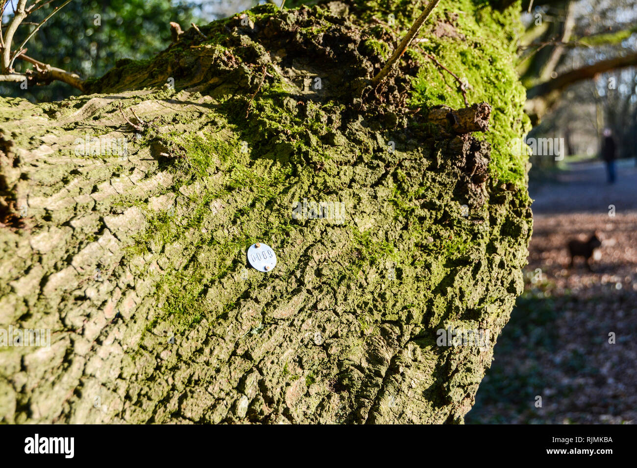 Un metallo stampato tree tag di identificazione su un albero di quercia su Barnes Common, Londra, SW13, Regno Unito Foto Stock