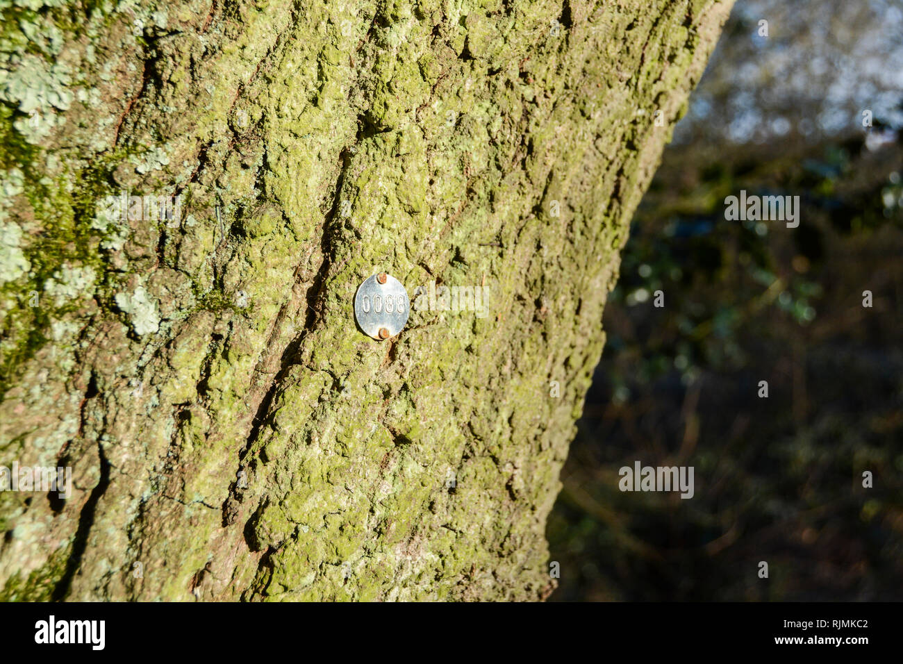 Un metallo stampato tree tag di identificazione su un albero di quercia su Barnes Common, Londra, SW13, Regno Unito Foto Stock