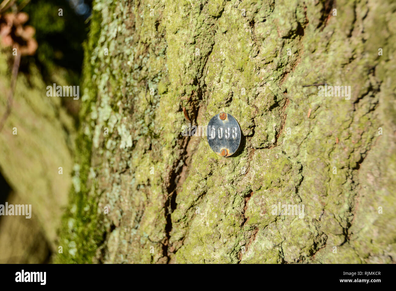 Un metallo stampato tree tag di identificazione su un albero di quercia su Barnes Common, Londra, SW13, Regno Unito Foto Stock