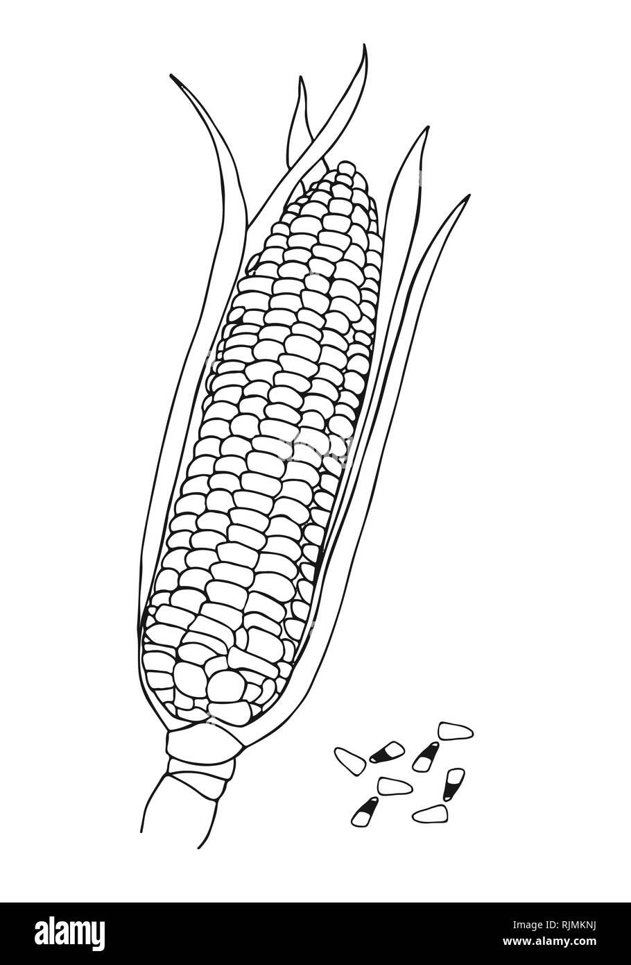 Vettore disegnati a mano doodle pannocchie di granoturco e grani di mais Illustrazione Vettoriale