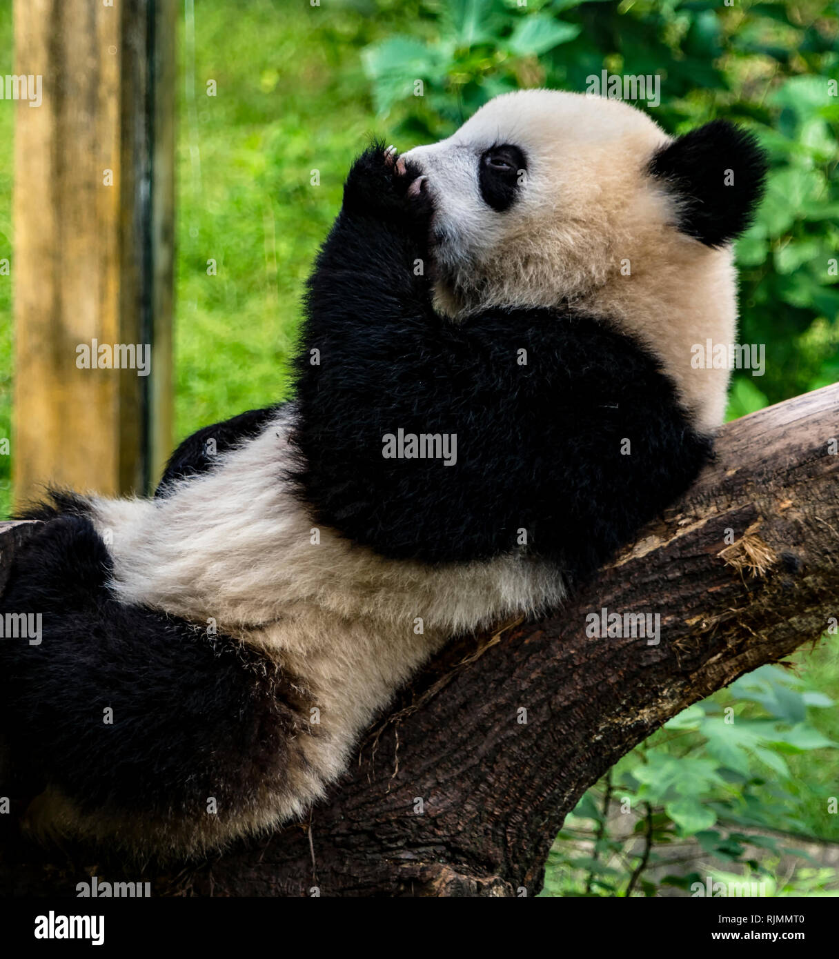 Panda leccare Paw Foto Stock