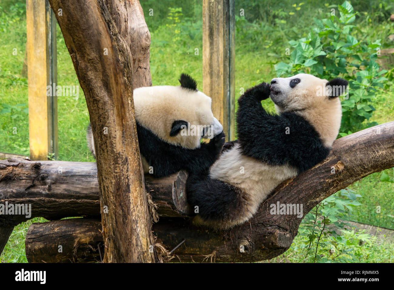 Riproduzione di panda Foto Stock