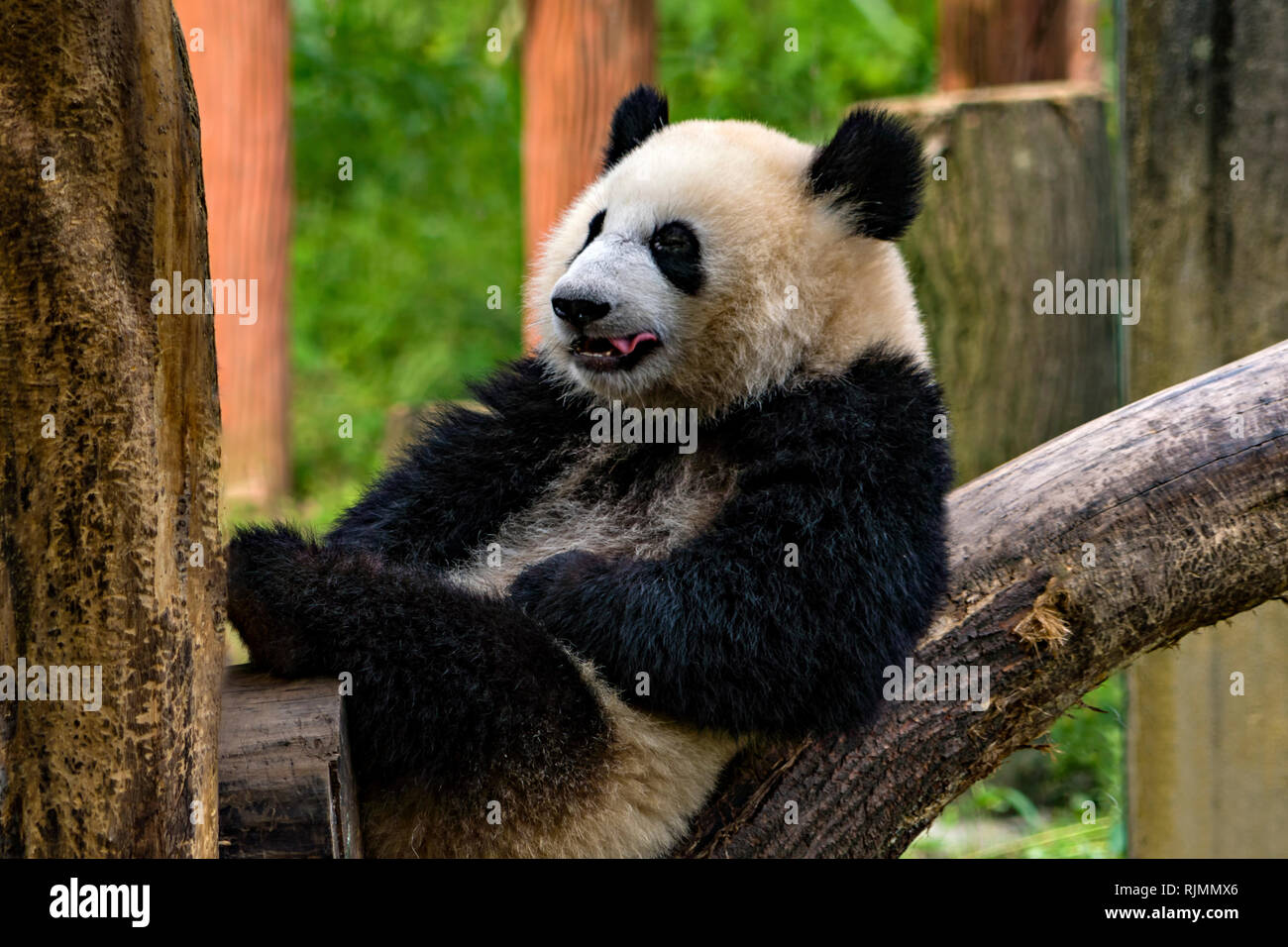 Panda Lingua & denti Foto Stock
