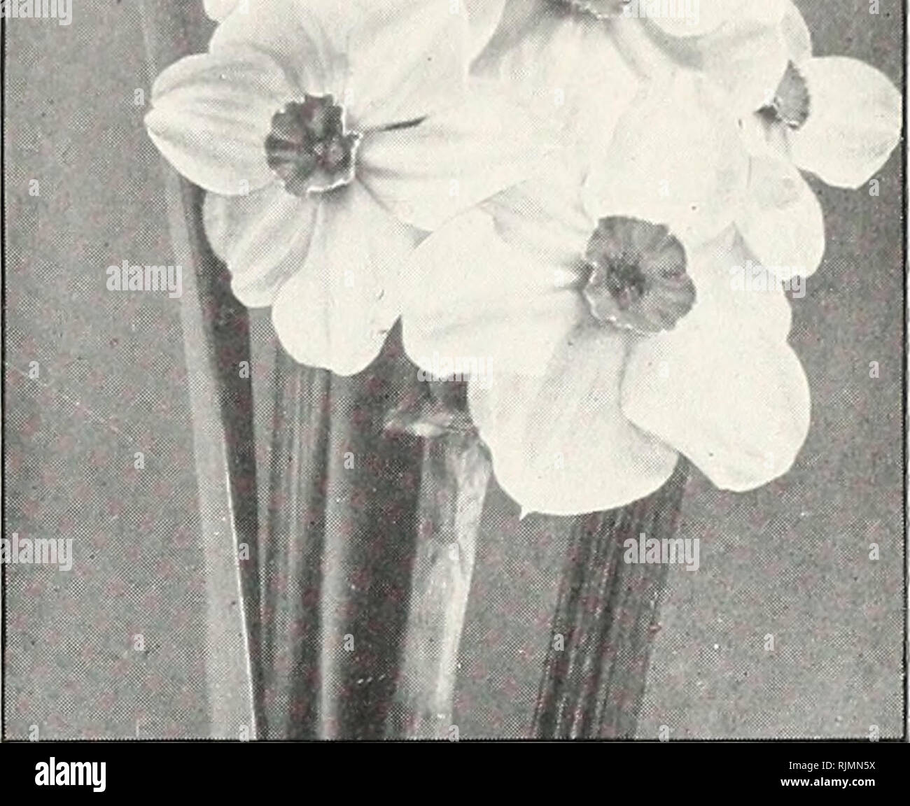. Beckert caduta della guida di molla giardini di fiori : stagione di 1919. Vivai (orticoltura) Pittsburgh Pennsylvania cataloghi; vivaio Pittsburgh Pennsylvania cataloghi; fiori Semi di Pittsburgh Pennsylvania cataloghi; lampadine (piante) Pittsburgh Pennsylvania cataloghi; GIARDINAGGIO Pittsburgh Pennsylvania le attrezzature e le forniture dei cataloghi. 1000 Doz. 100 J0.60 $4.25 $38.00 0,85 6,25 57.50 1.10 8.00 75.00 poeta narcisi ogni Doz. 100 1000 50.07 $0.70 $5.00 $47.00 .07 .70 5.00 47.00 .05 .40 2.75 24.00 .05 .55 3.75 34.00 .05 .45 3.00 27.00 Almira ' King Edward VII). Miglioramento Ornatus gloria di Lisse.extr Foto Stock