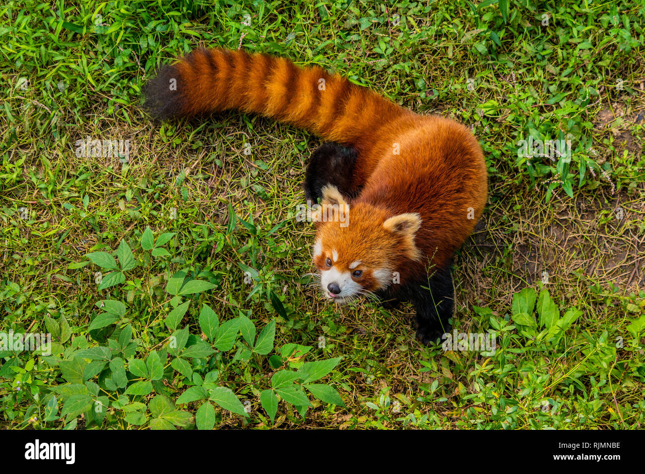 Panda rosso guarda in alto Foto Stock