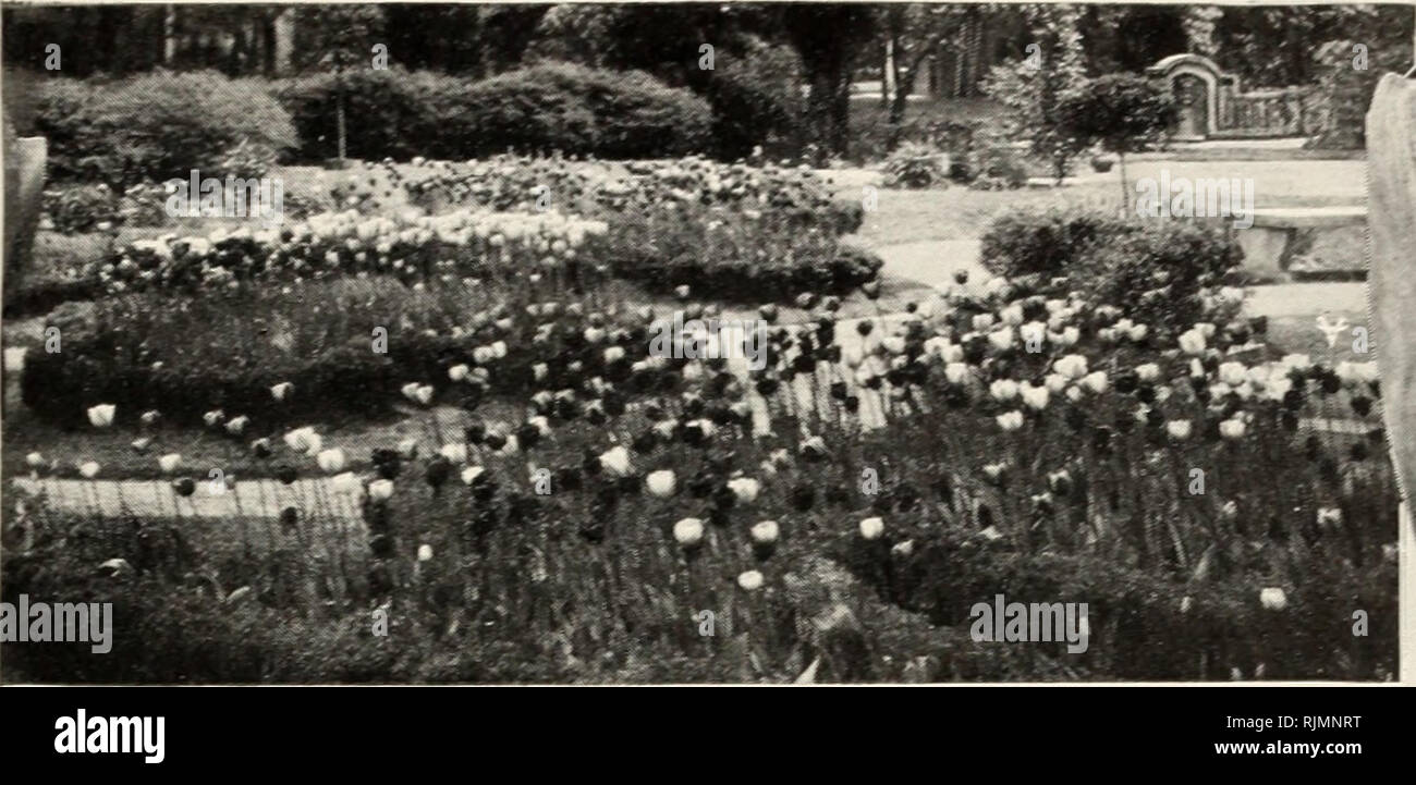 . Beckert seme & lampadina azienda : lampadine di caduta 1927. Vivai (orticoltura) Pittsburgh Pennsylvania cataloghi; vivaio Pittsburgh Pennsylvania cataloghi; fiori Semi di Pittsburgh Pennsylvania cataloghi; lampadine (piante) Pittsburgh Pennsylvania cataloghi; GIARDINAGGIO Pittsburgh Pennsylvania attrezzature e. 502 Liberty Avenue, Pittsburgh. PA. 3. Standard di tulipani Darwin diamo qui di seguito un elenco standard di IG tempo tentato varietà di questi ex- quisite fiori. Ogni reigTis sommo nella sua classe di colore delle vecchie ordina e i prezzi sono alla portata di tutti gli amanti dei fiori. Questi splendidi varietà non hanno mai processo di produ Foto Stock
