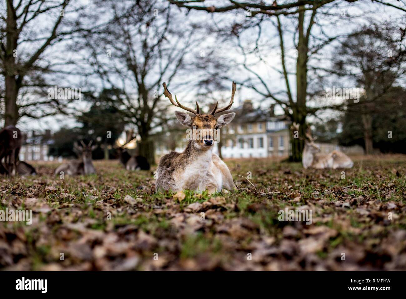 Incredibile Daini, Bushy Park, Regno Unito. Foto Stock