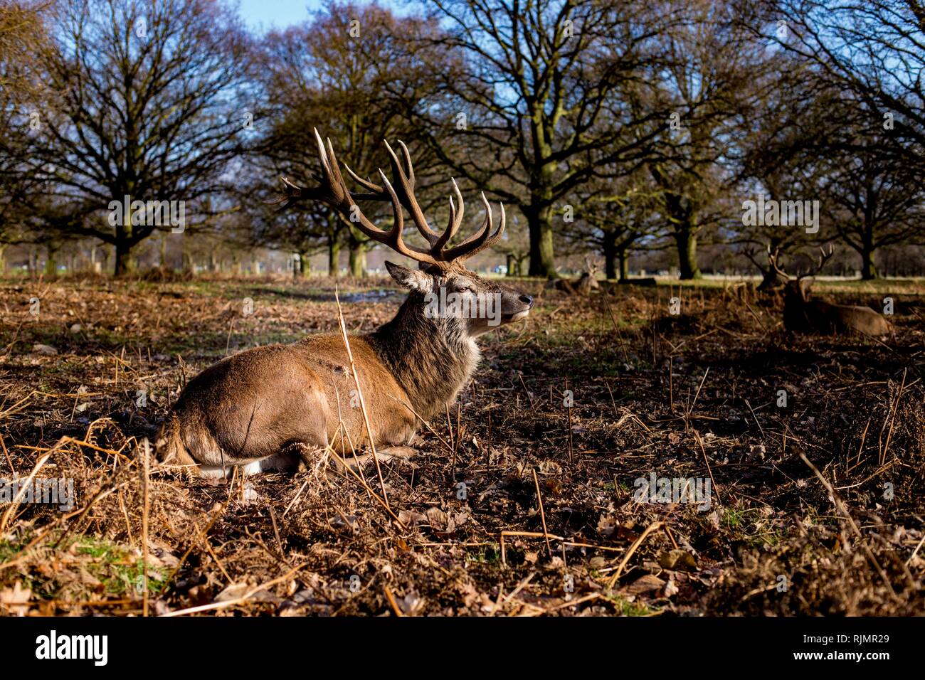 Grande maschio alfa Stag Cervo Rosso a prendere il sole, Bushy Park, Regno Unito. Foto Stock