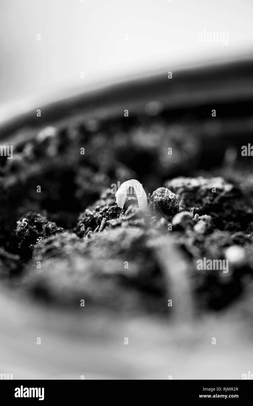 Closeup colpo di piccolo nuovo germoglio verde cresce al di fuori del terreno in presenza di luce solare flare - organici bio di frutta e verdura - coltivazione in bianco e nero Foto Stock