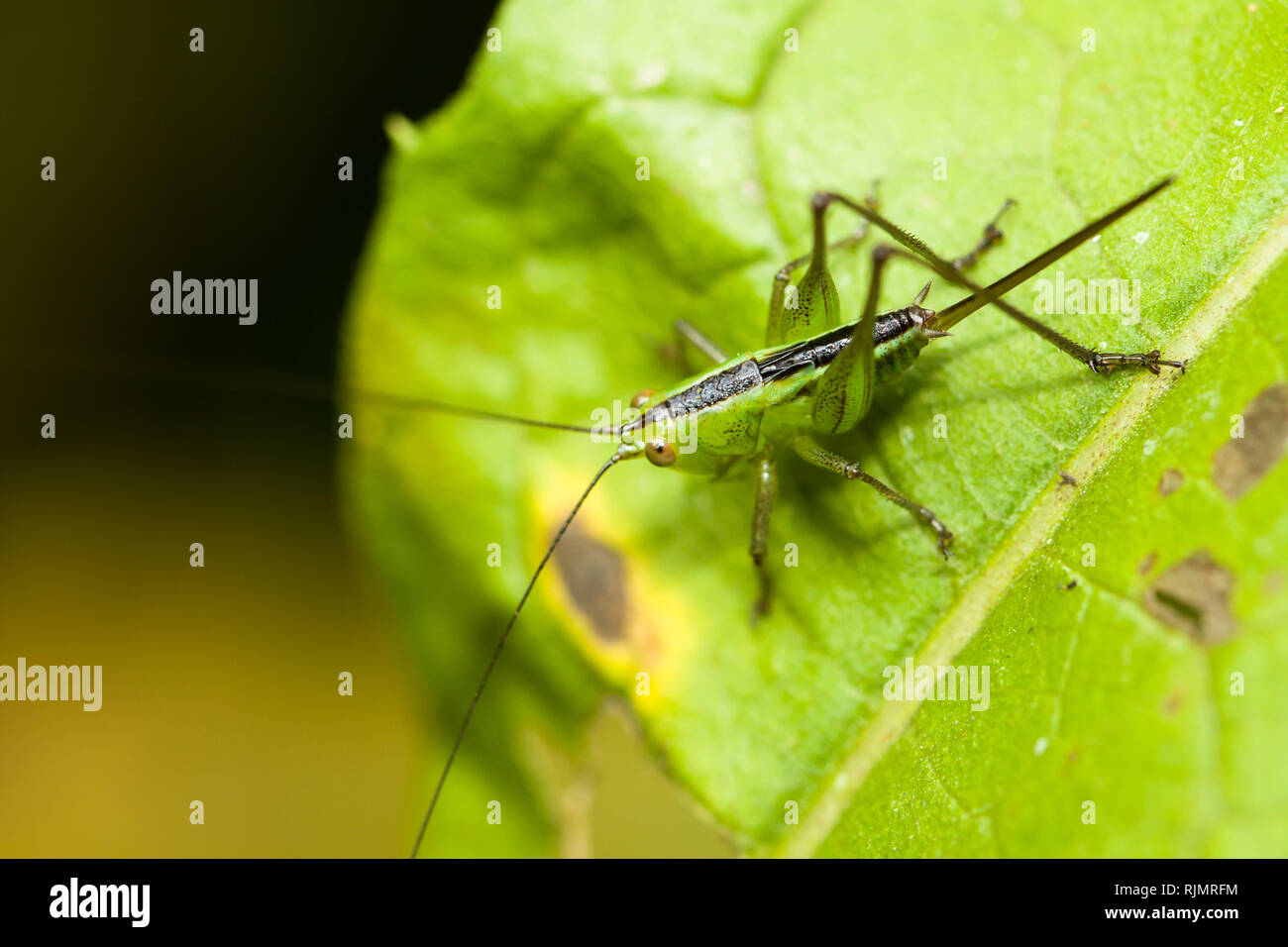 Grillo verde con la spada a forma di coda e di picchi, katydid o grasshopper insetto attaccato ad una foglia macro closeup photo. Foto Stock