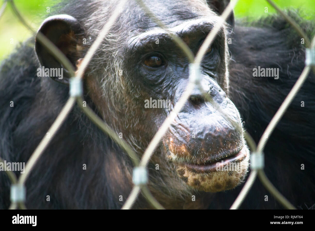 Uno scimpanzé solo di fronte verticale di protezione dietro la griglia successiva o barre in un parco zoo, apparentemente in una triste pensieroso espressione facciale e contro un verde fuori Foto Stock