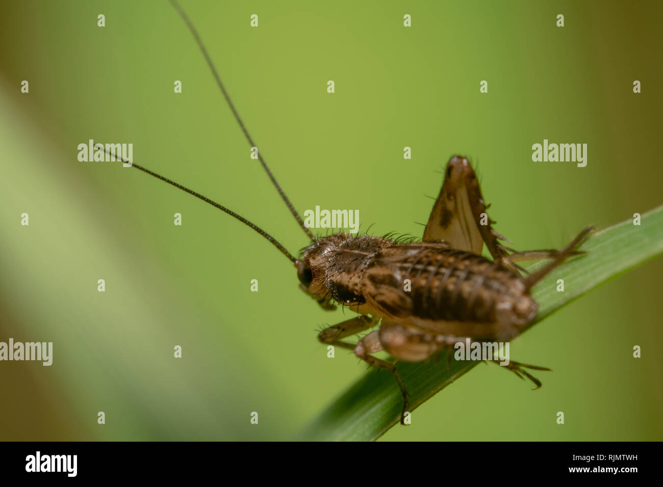 Wingless brown grasshopper seduto su una foglia verde con sfondo verde shot dal retro con le sue antenne verso l'alto Foto Stock
