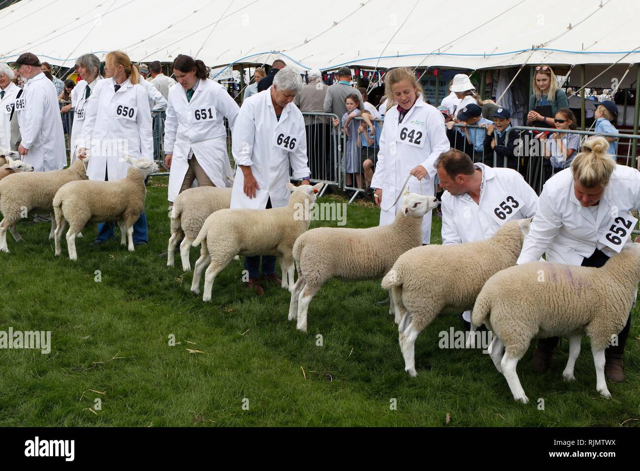 Pecore giudicare presso il Royal tre contee mostrano in tre contee Showground a Malvern, Worcestershire, 15 giugno 2018. Foto Stock