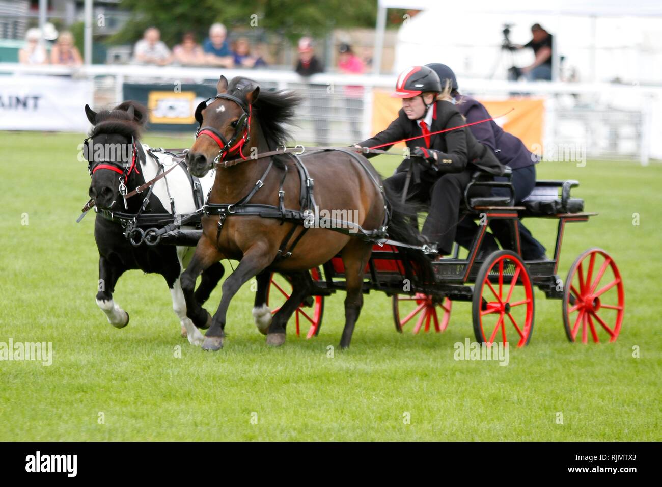 Veloce ed agile pony e piloti in lizza nel doppio cablaggio guida Scurry nell'anello principale presso il Royal tre contee Show 2018 Foto Stock