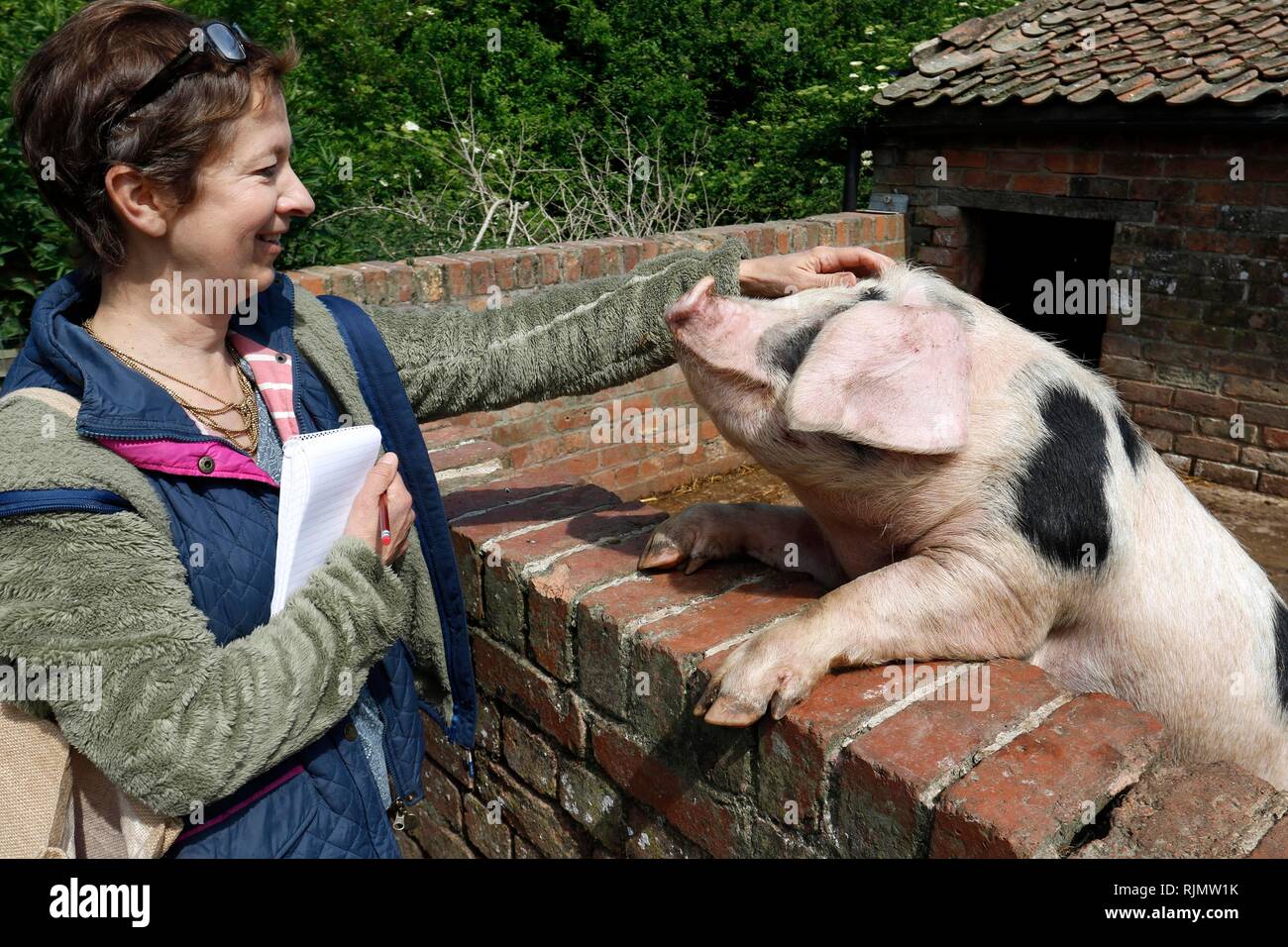 Scrittore Katie Jarvis incontra il Gloucester Old Spot, di maiale alla corte dello stoppino, il quale è gestito da fattorie per bambini di città, a Overton Lane, Arlingham, Gloucesters Foto Stock
