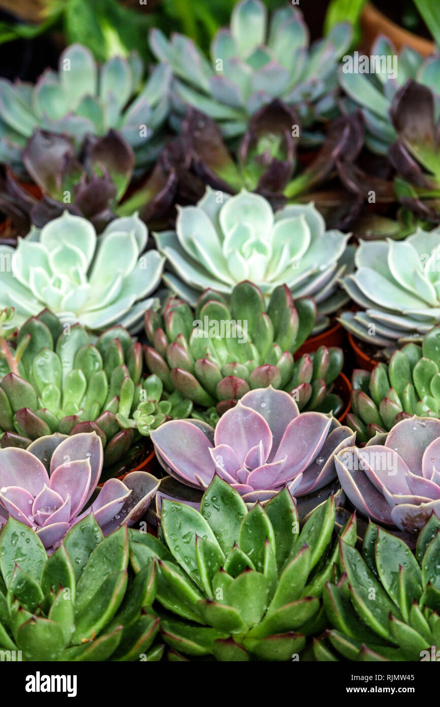 Londra Inghilterra Regno Unito Gran Bretagna West End Mayfair Street florista succulenti piante ornamentali resistente alla siccità display vendita prod Foto Stock