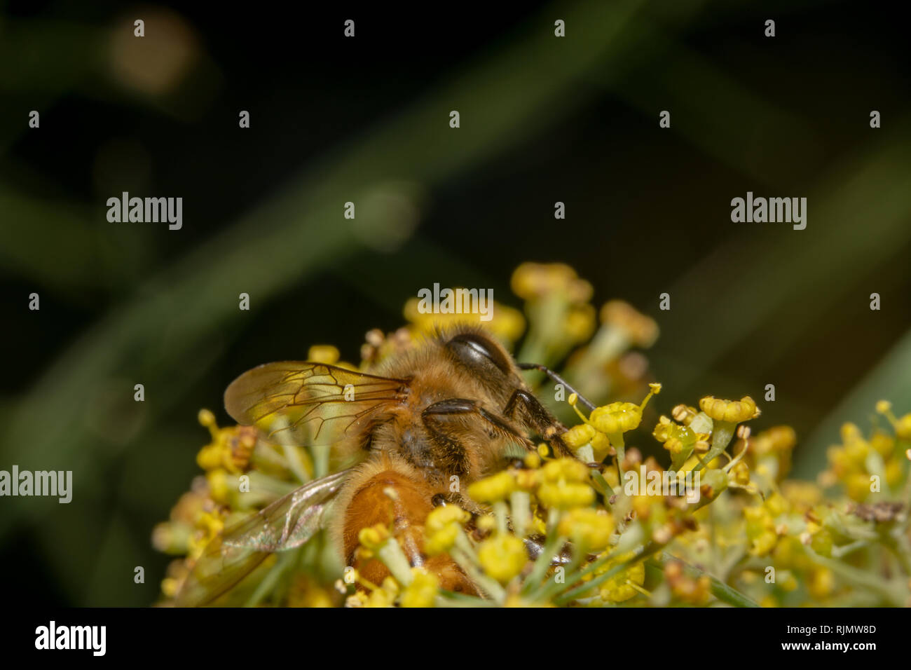 Ape è avvolto a ricciolo e posa su fiori gialli di bere succo di fiori/Nectar. Ape è seduto sul fiore giallo per impollinare Foto Stock