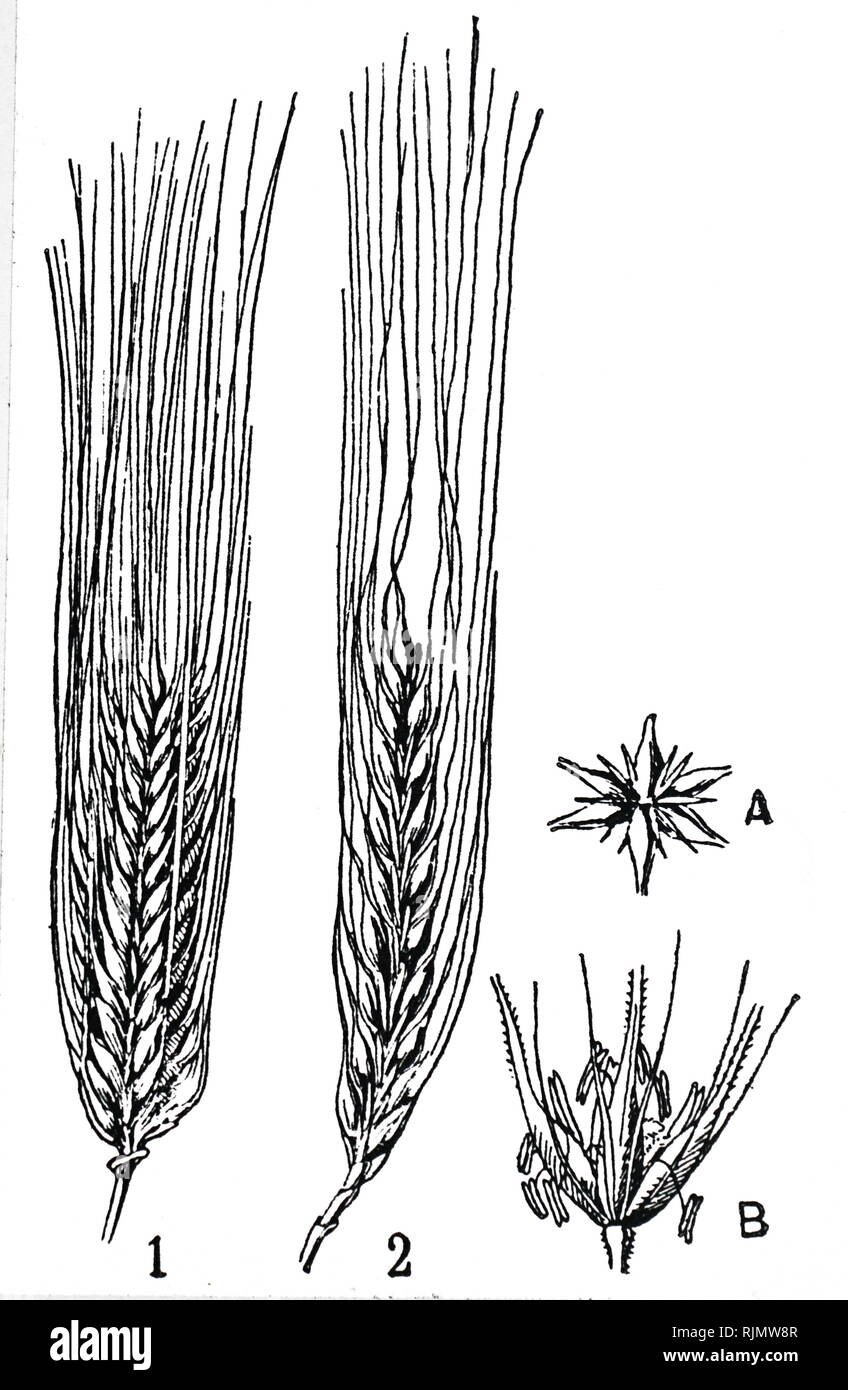 Il francese una incisione, mostrando il raccolto di orzo. 1: Orecchio di orzo con 6 righe di grano 2: Orecchio di orzo con 4 righe di grano. a: Sezione trasversale della 6 fila orecchio b: singolo fiore d'orzo. 1920 Foto Stock
