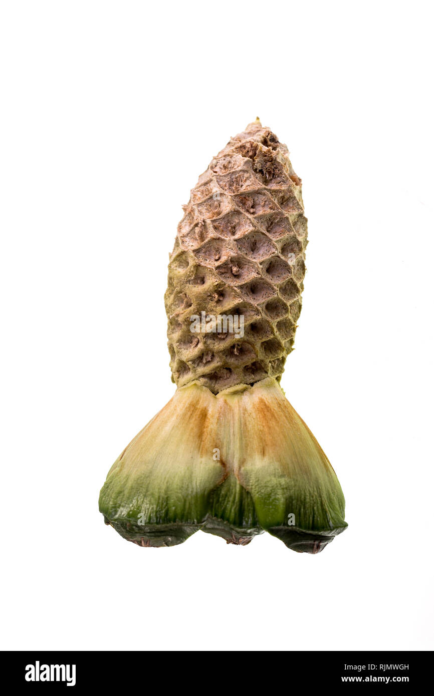 Dettaglio del nucleo di un maturo bunya pine, Araucaria bidwillii, intorno al quale i semi sono attaccati per formare il cono di pino Foto Stock Dettaglio del nucleo di un maturo bunya pine, Araucaria bidwillii, intorno al quale i semi sono attaccati per formare il cono di pino Foto Stock