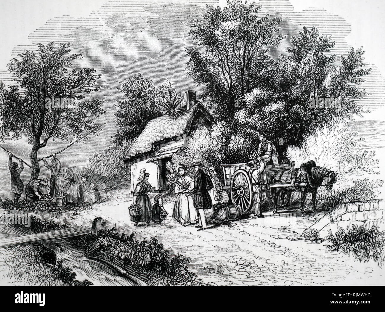 Una incisione raffigurante il raduno di sidro di mele in Normandia, 1851 Foto Stock