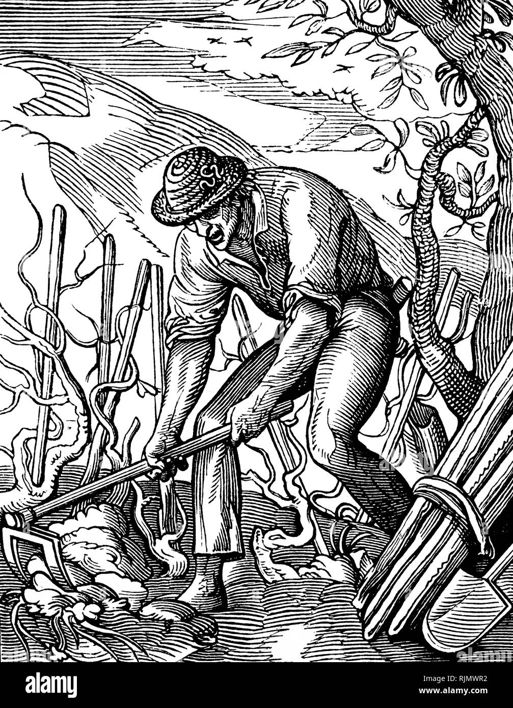 Una incisione raffigurante il novecento contadino di uva terreno di scavo. Il francese 1910 Foto Stock