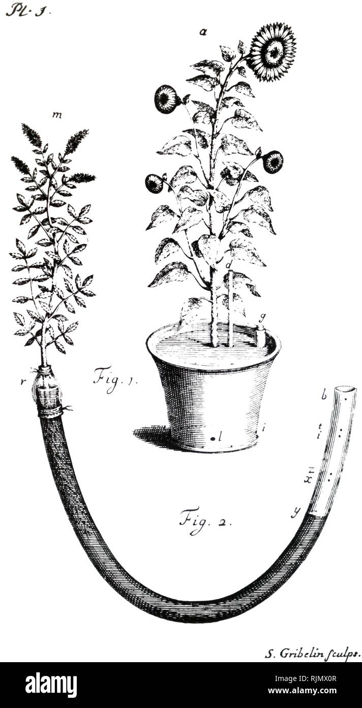 La traspirazione, esperimenti, mostrando i quantitativi imbibita perspired e da piante e alberi. Fig. 1: girasole in vaso da giardino coperto con piombo píate con tubo di vetro, d, per vapore per sfuggire. Fig. 2: misura la traspirazione della pianta di menta verde per saldatura in fine di acqua-tubo riempito. Da Stephen Hales Staticks vegetali, London, 1727 Foto Stock