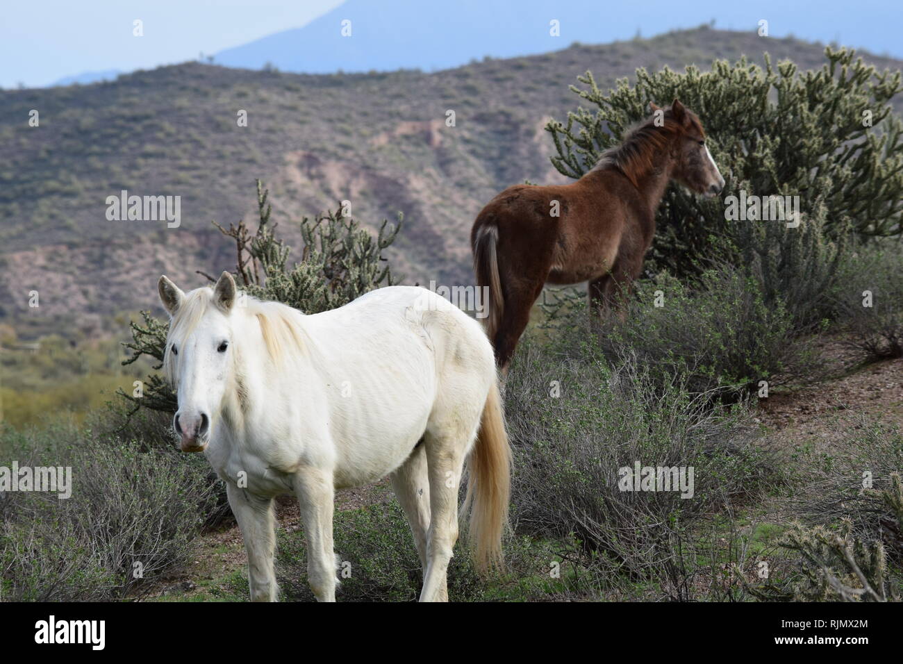 Cavalli selvaggi lungo il fiume sale vicino a Phoenix, Arizona Foto Stock