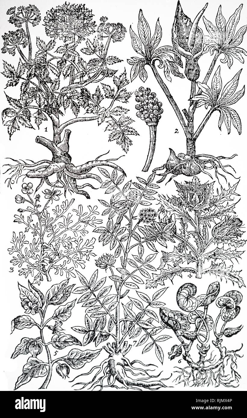 Una incisione raffigurante le erbe del giardino: 1: Angelica; 2: Etacun-culus hartensis; 3: Ruta hortensis (Rué); 41 duus benedictas ar Beato Thistle; 5: SüLanun Ifelicacafcun er inverno ciliegie; 6: Asaran Asarabacca auto; 7: Iiqueritia ar Iáaaris.. Da Giovanni Morbo di Parkinson 'paradisi nella suola del pari di sus Terrestris', Londra, 1629. Foto Stock
