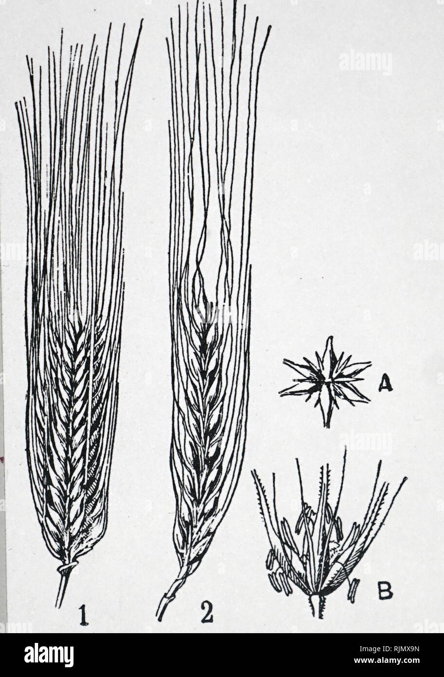 Una incisione raffigurante 1: Orecchio di orzo con sei righe di grano; 2: Orecchio di orzo con quattro righe o di grano e di una sezione trasversale di una fila di sei orecchio e un unico fiore d'orzo. Incisione di Parigi pubblicato circa 1920 Foto Stock