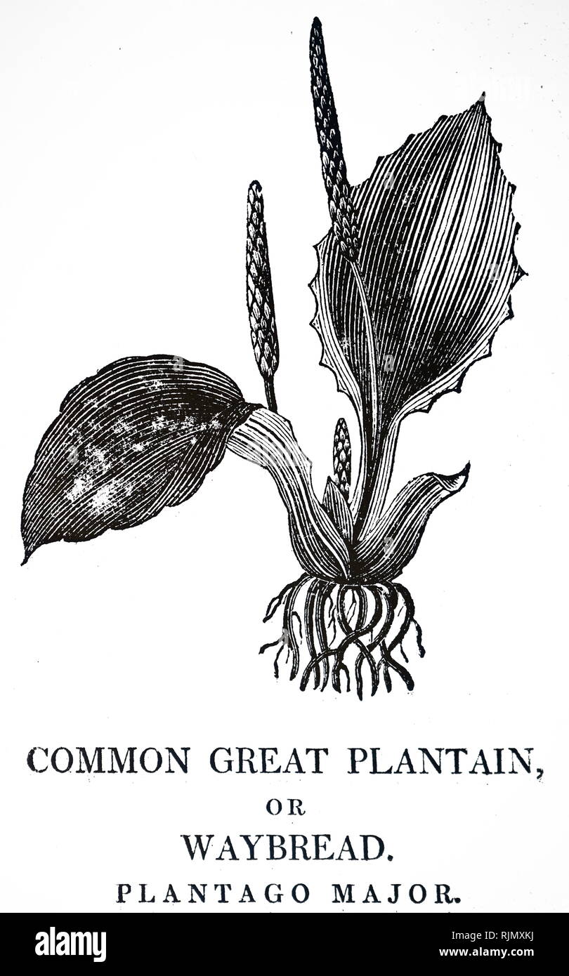 Una incisione raffigurante piantaggine: Maggiore piantaggine, Ratstail, Waybread (Platago major); astringente e antidolorifico. Da Robert John Thornton, "una nuova famiglia" a base di erbe, Londra, 1810. Una incisione da Thomas Bewick Foto Stock